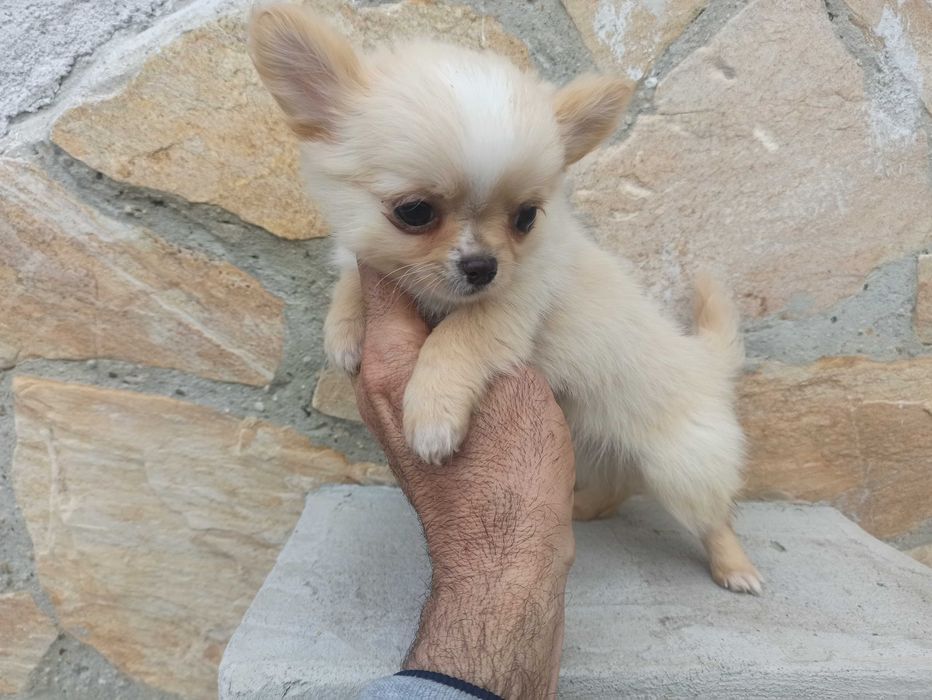 Продавам мини чихуахуа