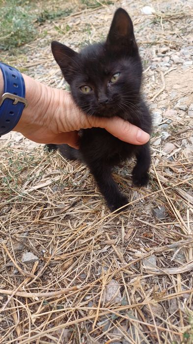 Котёнок Пантера бесплатно