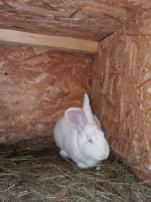 Vând femele gestante hycole francez