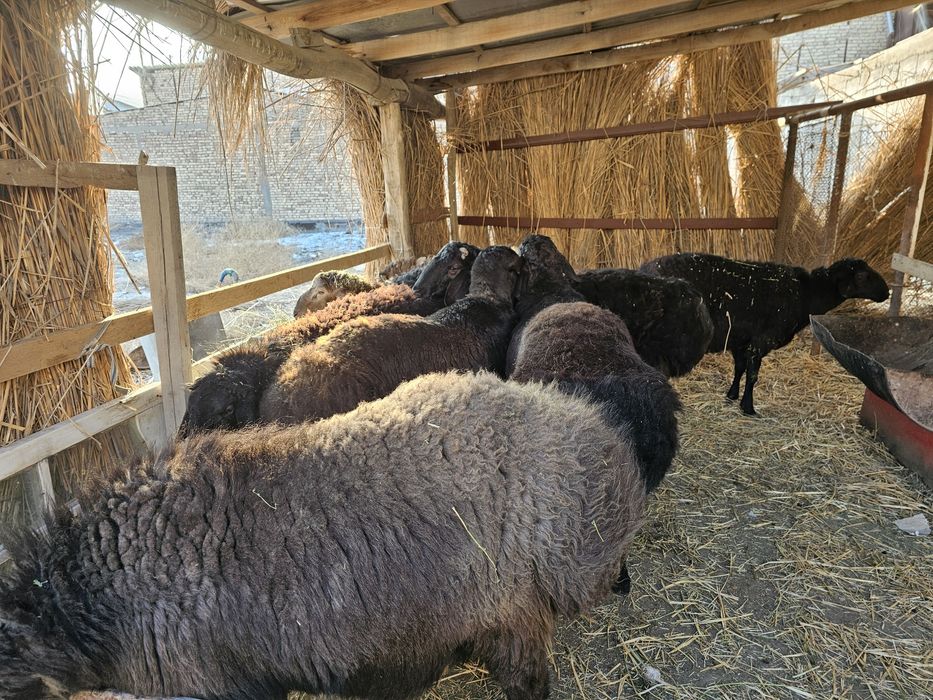 Кучкорлар сотилади