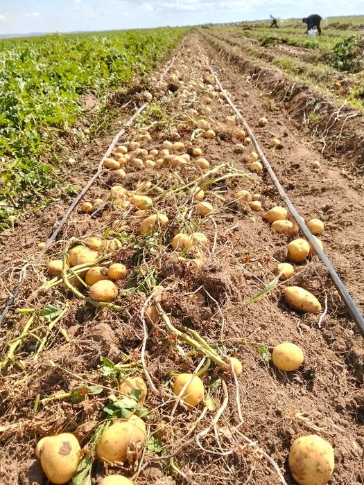 Продаю картофель