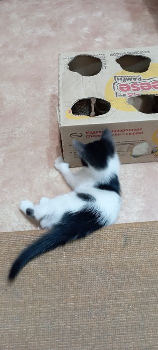 Отдам бесплатно котенка