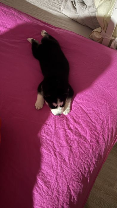 Сибирский хаски щенок