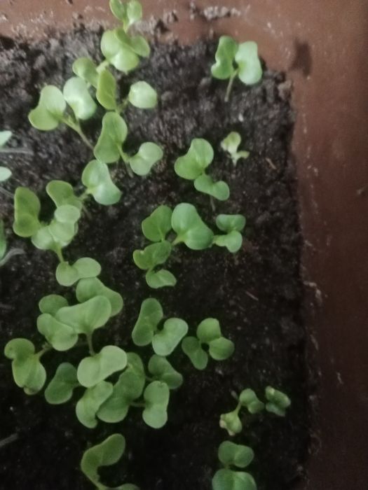 Рассада майкудук