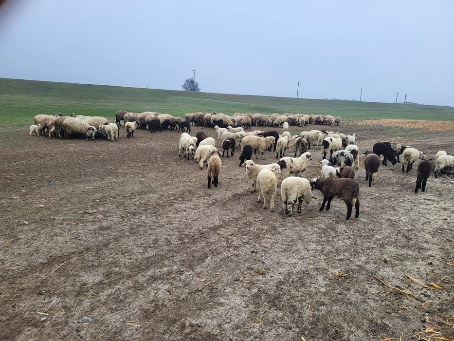 Miei de vanzare pasti