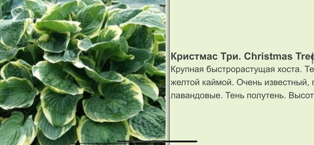 Продам цветы хосты от 1000 т