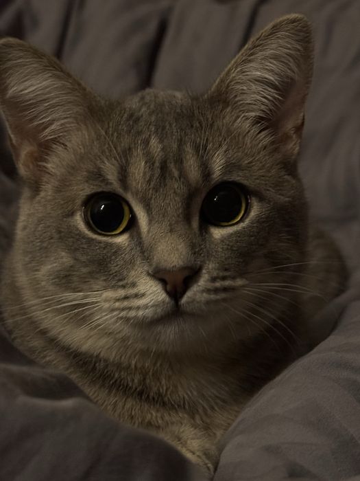 Котенька 9-10 месячных