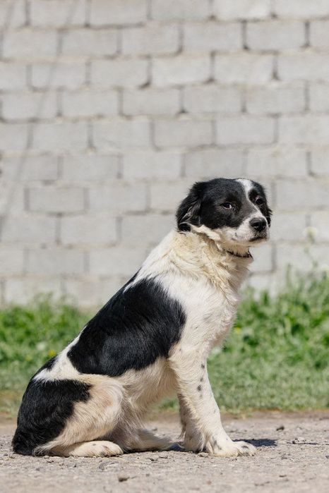 Бим ищет дом и семью!