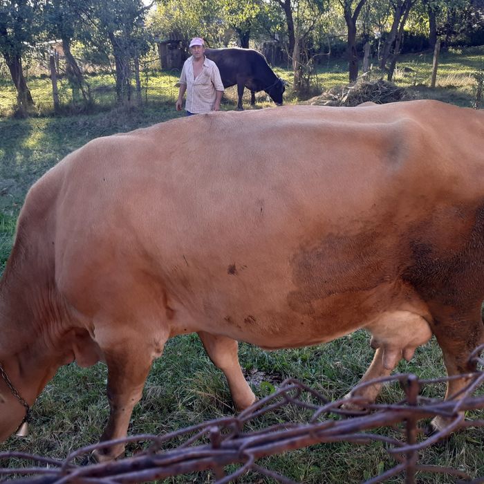Vand vaca de lapte