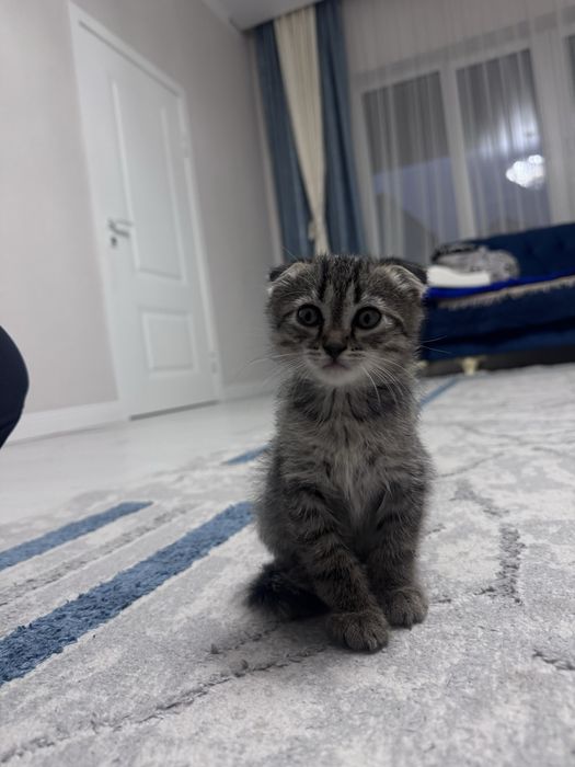 Котенок шотланский-вислоухий