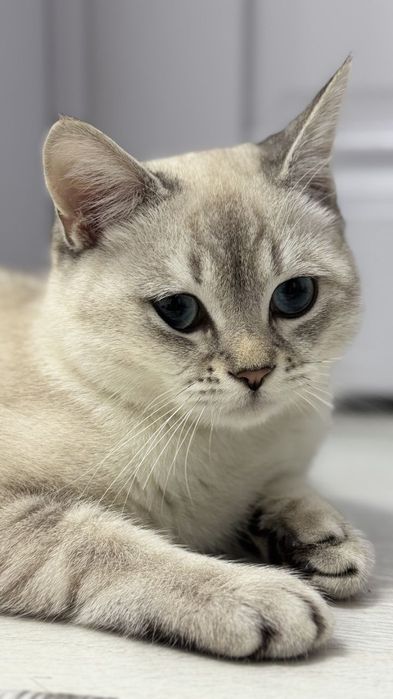 British Shorthair mushuk sotiladi