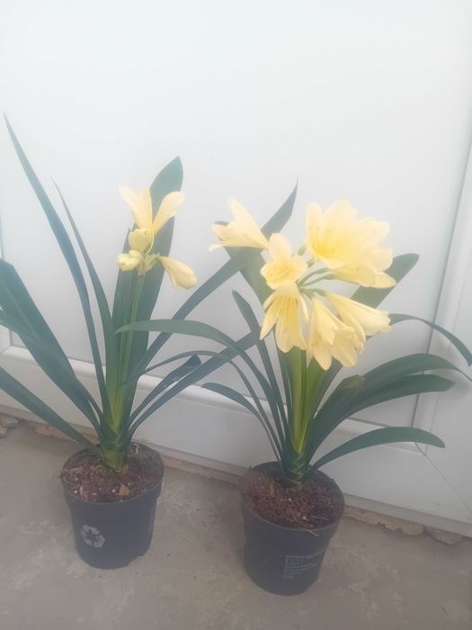 Жълта кливия 2 бр