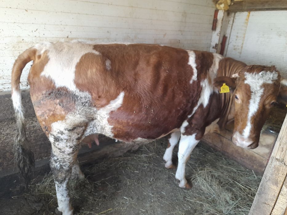 vaca baltata gestanta 7 luni