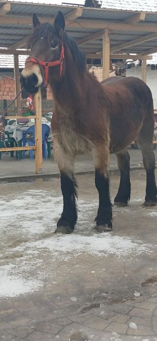 Vând mânză de 2 ani