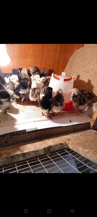 Балапан сатылады