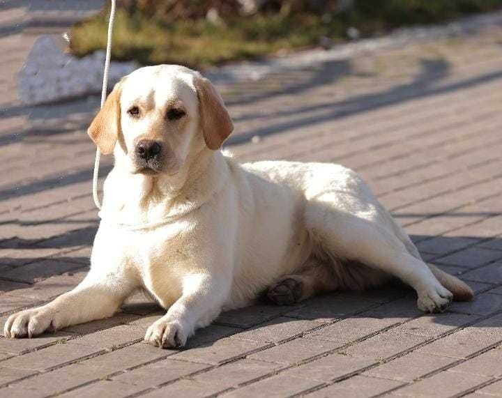 pui labrador calitate deosebita