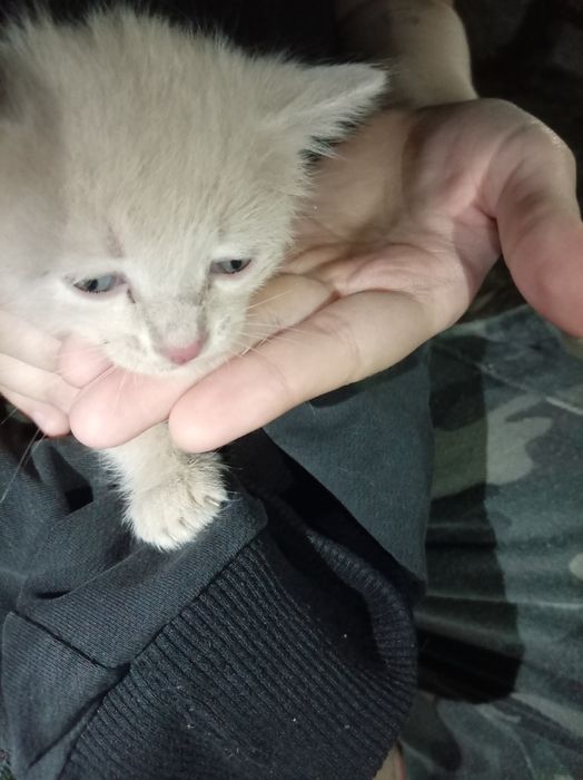 Отдаём котёнка. Бесплатно!