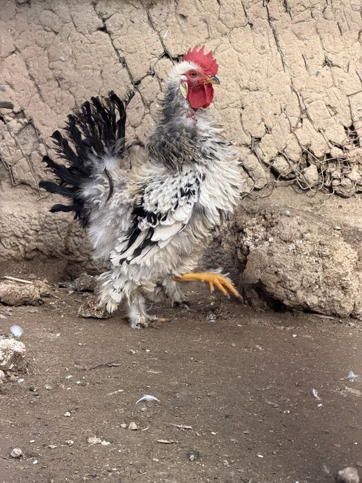 Продам карликовых петушков