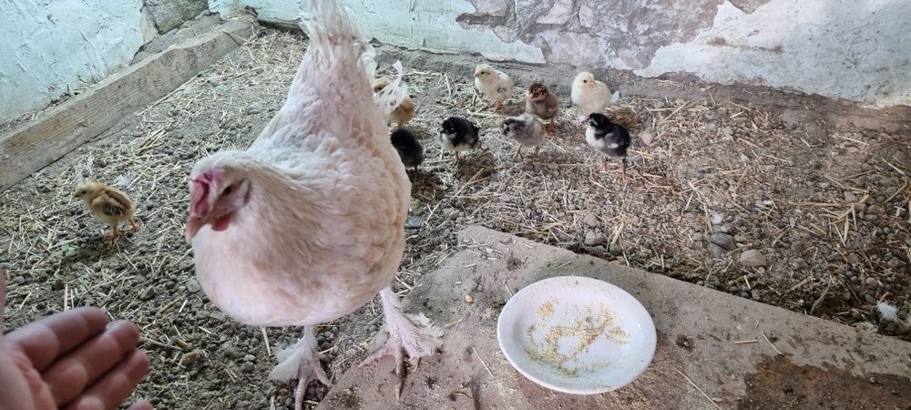 Товук 10 жужаси билан сотилади