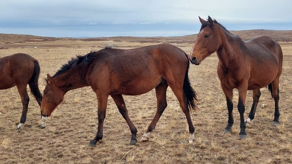 Продам лошадь с жеребчиком