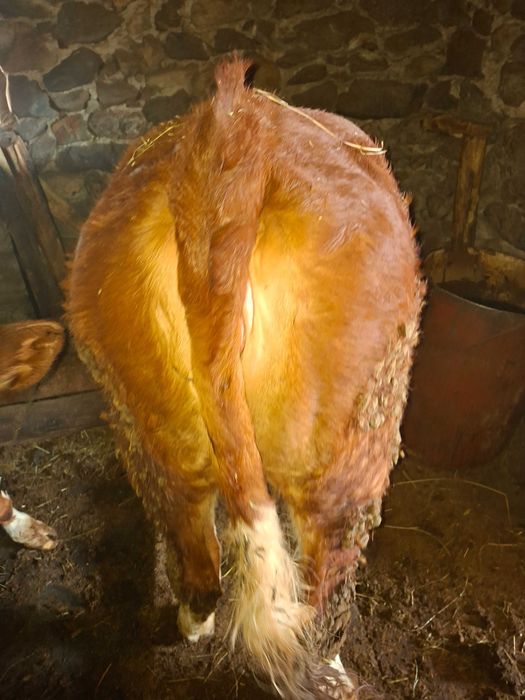 Vand junincă BR (pt sacrificat)