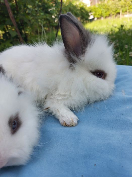 Iepuri pitici teddy,pui 7 saptamani