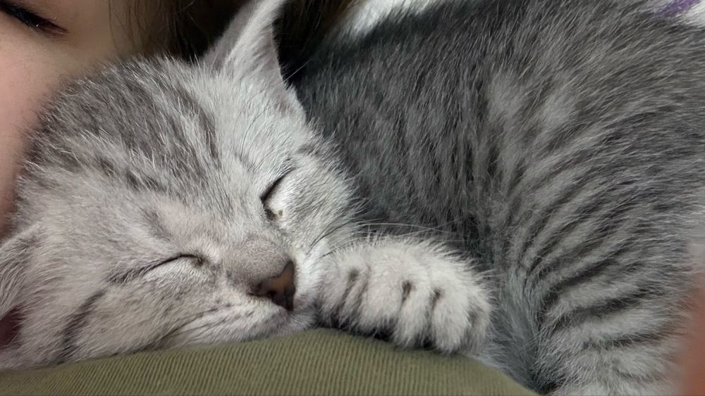 Котёнок маленькая шотланка