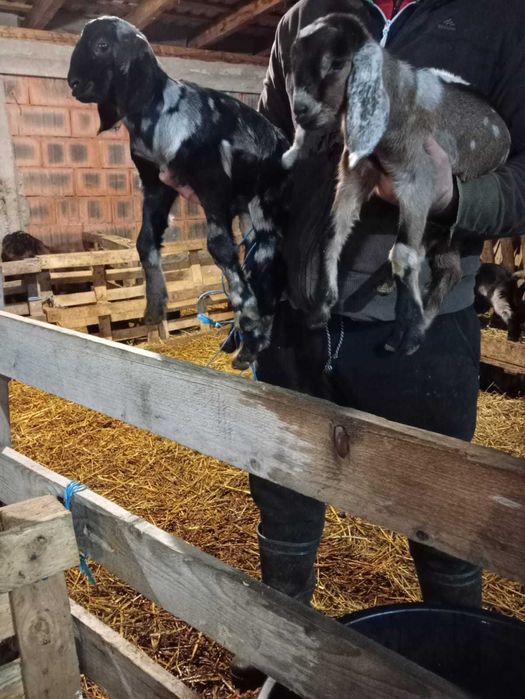 Țapi anglo nubieni originali