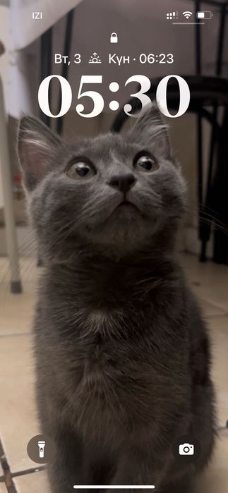 Продается котенок