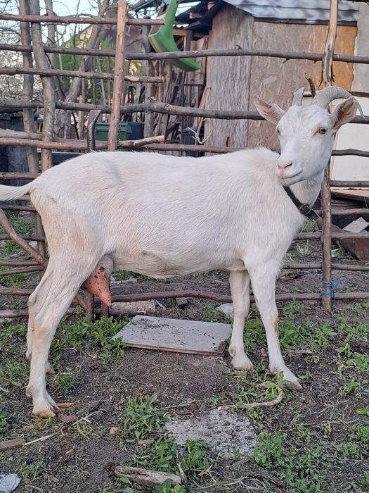 Vind două capre una alpină franceză și una sannen sunt la adoua fătare 3.5l la zi una