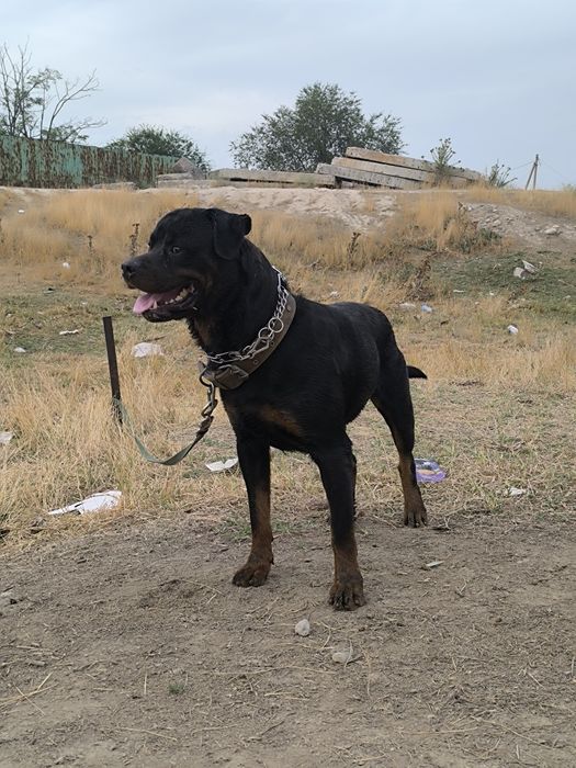 Кабель Ротвейлера вязка