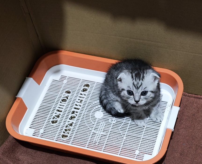 Продам шотландских котят