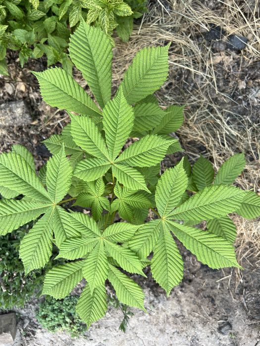 КАШТАН 2х летка