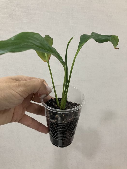 Спатифилум женское счастье