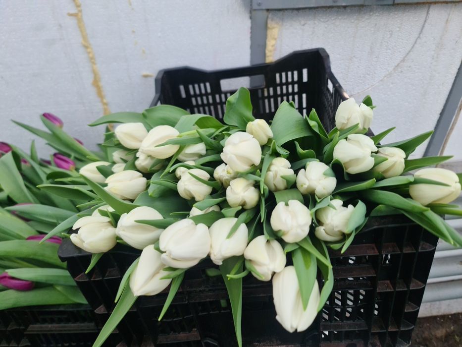 Тюльпаны триумф оптом Алматы и область