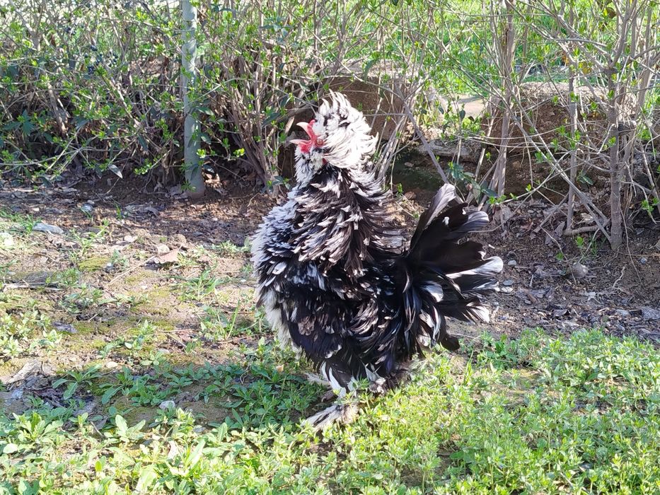 чаппа пат хурозча сотилади