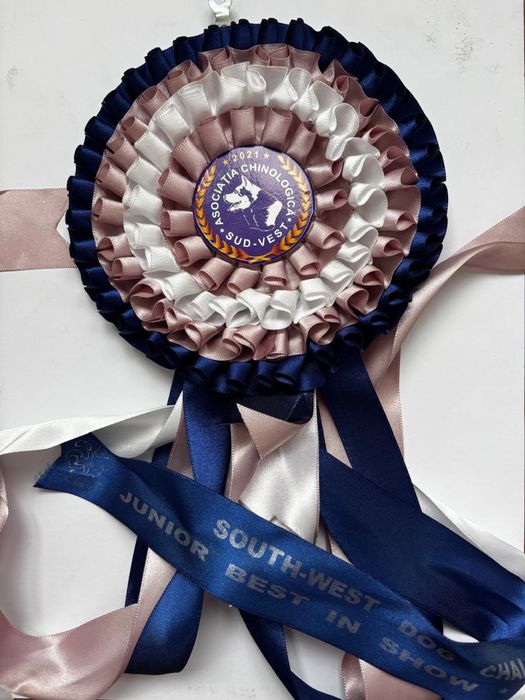 Samoyed energic pozele sunt realeeee