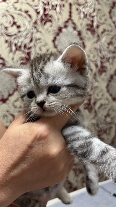 Шотландские котята с родословной