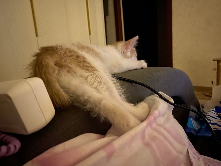отдам кота в добрые руки