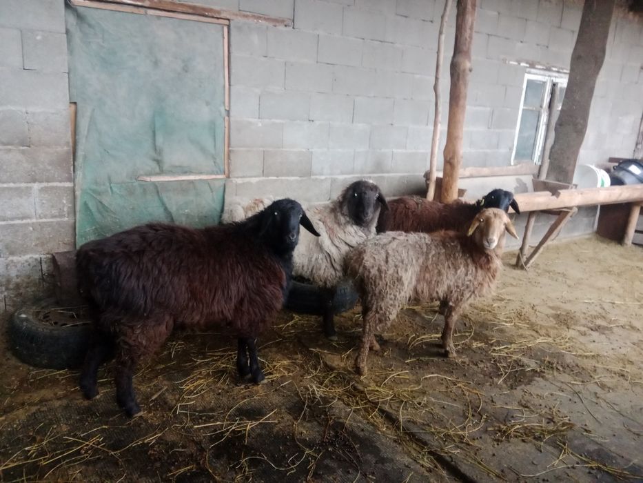 Продам баран толстых