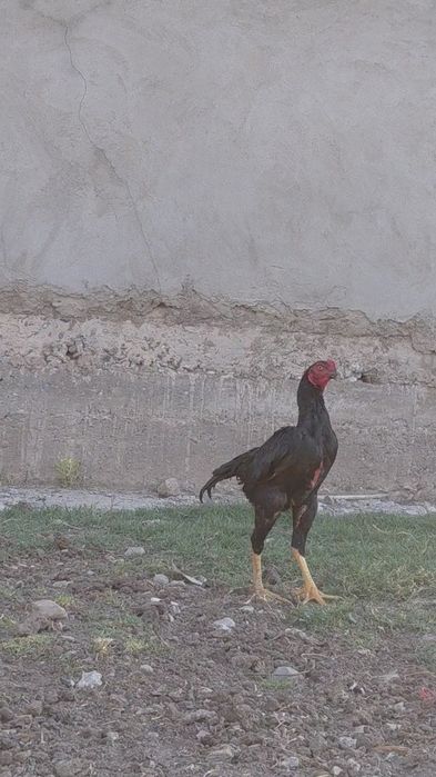 Молодой дакан петух