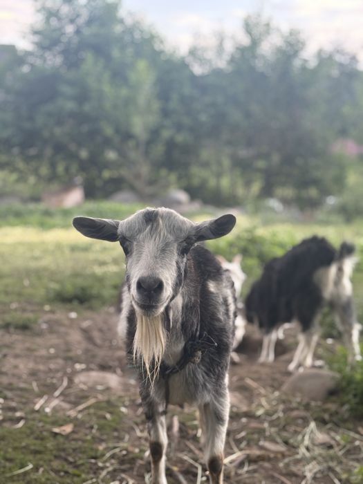 3 Capre nemțești si o ieduță
