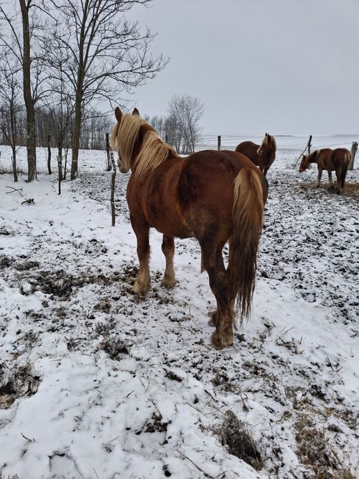 Armăsar de vânzare