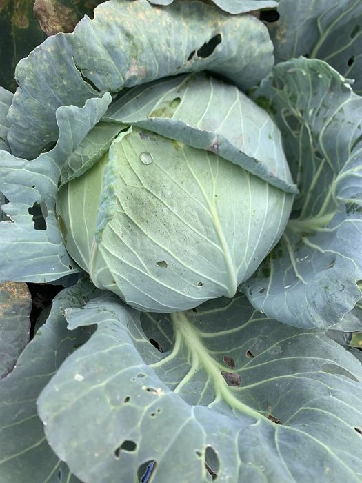 Vand varza Beverly Hills