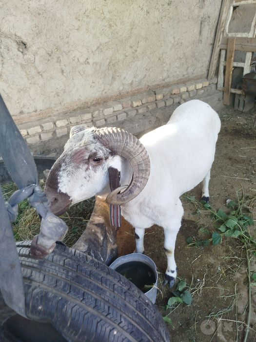 Qoʻchqor sotiladi 2 yoshar narxini kelishamiz
