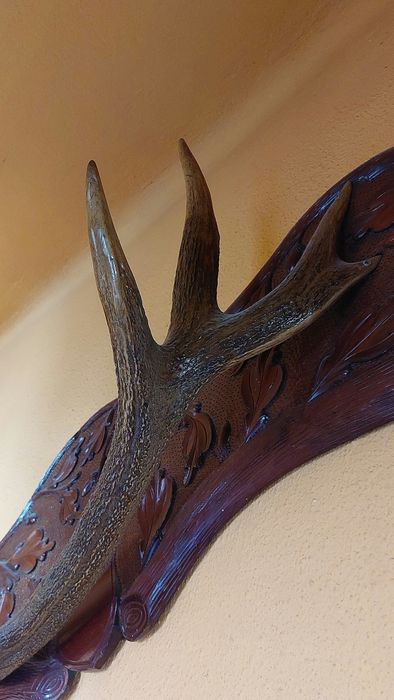 Coarne de cerb pe panoplie sculptata