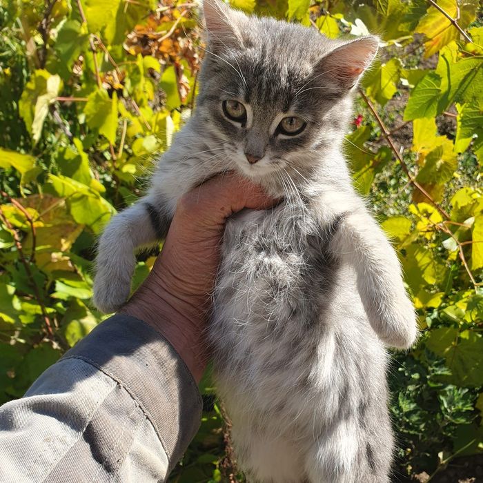 Срочно. Котята в добрые руки