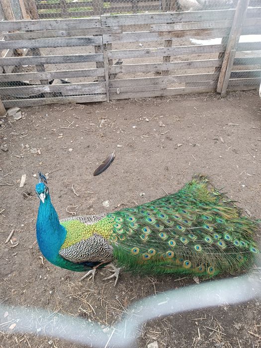 Familie pauni standard