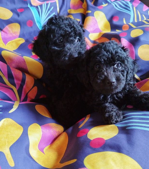 Mini poodle/Мини пудел