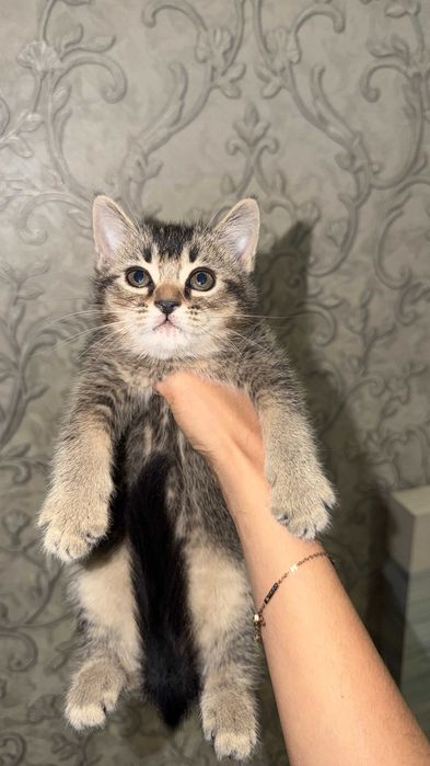 Котенок британский